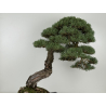 Pinus sylvestris -pino s. europeo- bonsái I-8742 | Laos Garden