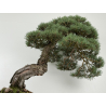 Pinus sylvestris -pino s. europeo- bonsái I-8742 | Laos Garden