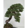 Pinus sylvestris I-8742