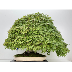 Acer palmatum deshojo I-8749