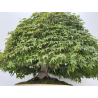 Acer palmatum deshojo I-8749 vista 2