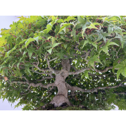 Acer palmatum deshojo I-8749 vista 3