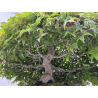 Acer palmatum deshojo I-8749 vista 3
