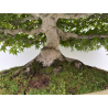Acer palmatum deshojo I-8749 vista 4