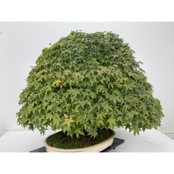 Acer palmatum deshojo I-8749 vista 5
