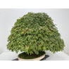 Acer palmatum deshojo I-8749 vista 5
