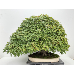 Acer palmatum deshojo I-8749 vista 6