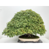 Acer palmatum deshojo I-8749 vista 6