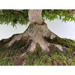 Acer palmatum deshojo I-8749 vista 7