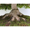 Acer palmatum deshojo I-8749 vista 7