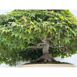 Acer palmatum deshojo I-8749 vista 8