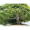 Acer palmatum deshojo I-8749 vista 8