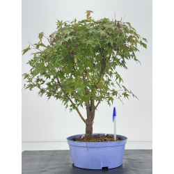 Acer palmatum yamamomiji I-8761