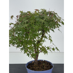 Acer palmatum yamamomiji I-8761 view 2