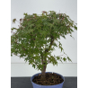 Acer palmatum yamamomiji I-8761 view 2