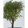 Acer palmatum yamamomiji I-8761 view 3