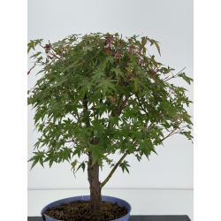 Acer palmatum yamamomiji I-8761 view 4