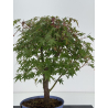 Acer palmatum yamamomiji I-8761 view 4