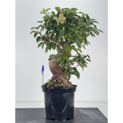 Malus -manzano- everest I-8762