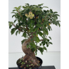 Malus everest I-8762 view 2