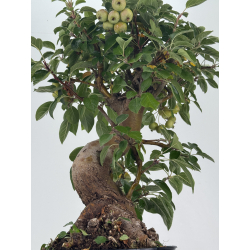 Malus everest I-8762 view 3