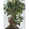 Malus -manzano- everest I-8762 vista 3