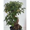 Malus -manzano- everest I-8762 vista 4