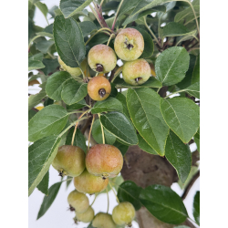 Malus -manzano- everest I-8762 vista 5