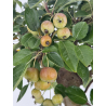 Malus -manzano- everest I-8762 vista 5