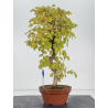 Carpinus coreana -carpe coreano- I-8763