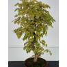 Carpinus coreana -carpe coreano- I-8763 vista 2