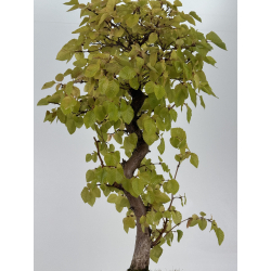 Carpinus coreana -carpe coreano- I-8763 vista 3