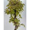 Carpinus coreana -carpe coreano- I-8763 vista 3