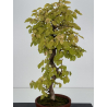 Carpinus coreana -carpe coreano- I-8763 vista 4