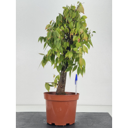 Zelkova serrata I-8764