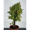 Zelkova serrata I-8764 vista 2