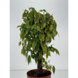 Zelkova serrata I-8764 vista 3