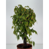 Zelkova serrata I-8764 vista 3