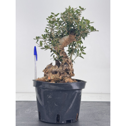Olea europaea sylvestris I-8765