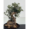 Olea europaea sylvestris I-8765 view 2