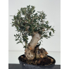 Olea europaea sylvestris I-8765 view 3