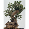 Olea europaea sylvestris I-8765 view 4