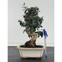 Olea europaea sylvestris I-8766