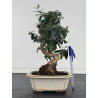 Olea europaea sylvestris -olivo acebuche- I-8766