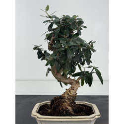 Olea europaea sylvestris I-8766 view 2