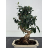 Olea europaea sylvestris -olivo acebuche- I-8766 vista 2