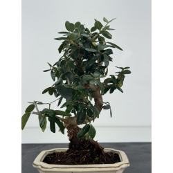 Olea europaea sylvestris I-8766 view 3