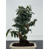Olea europaea sylvestris I-8766 view 3