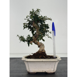 Olea europaea sylvestris -olivo acebuche- I-8767
