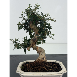 Olea europaea sylvestris I-8767 view 2